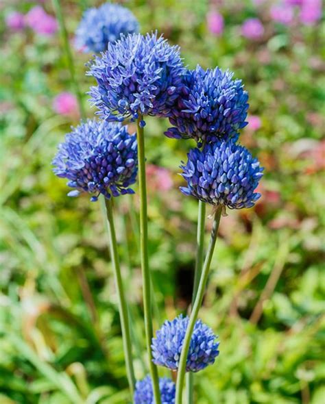 Allium Caeruleum Azureum Cm Bulbs Peter Nyssen Buy Flower