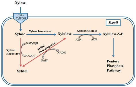 Bioengineering Free Full Text Metabolic Engineering Strategies For Co Utilization Of Carbon