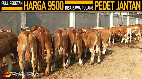 Full Pedet Harga Sudah Dapat Pedetan Jantan Bebas Pilih