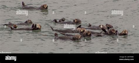 California sea otter hi-res stock photography and images - Alamy