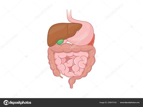 Human Intestines Anatomy Isolated White Background Illustration Medical