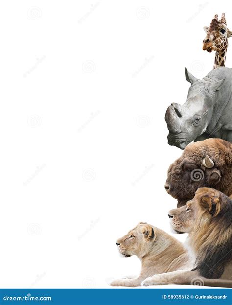 Animals stock photo. Image of carnivore, lioness, background - 58935612