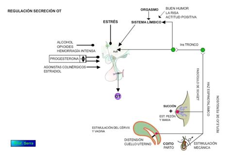 Oxitocina WebFisio