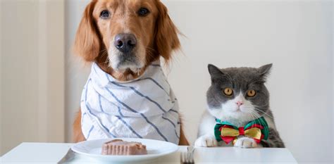 Alimentos Prohibidos Para Perros Y Gatos