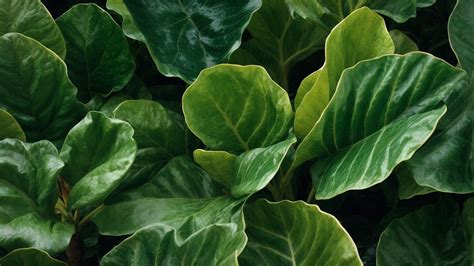 Discover Fiddle Leaf Fig Varieties for Your Home - A Guide - Everyday Emily Kay