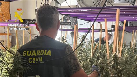 Detenidos Tres Miembros De Un Grupo Dedicado Al Cultivo De Marihuana En