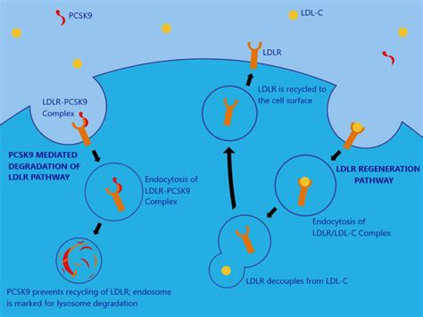 A Comprehensive Review Of Pcsk9 Inhibitors Caroline Coppinger