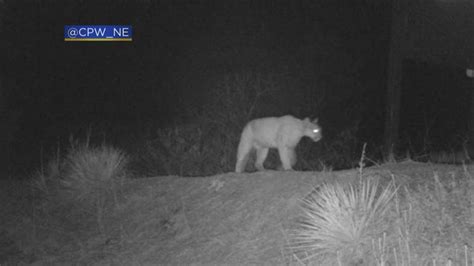 Mountain Lions Captured On Wildlife Camera Near Eldorado Canyon State