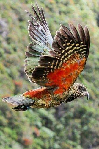 Pin By Marsha Humphreys Badgett On Nature S Best Pet Birds Beautiful