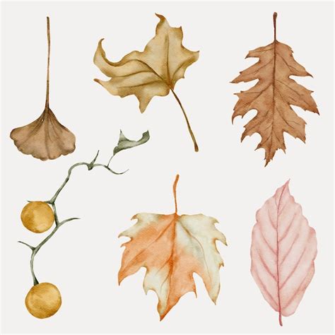 Premium Vector | Autumn leaf watercolor collection