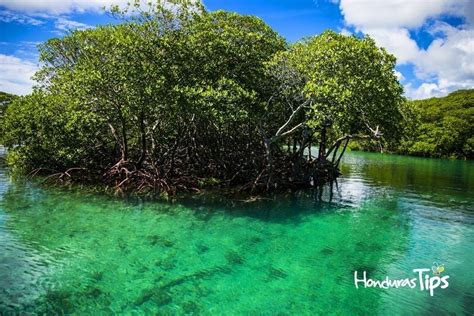 Un Recorrido Por Los Manglares De Honduras Bosques Que Rebosan De Vida