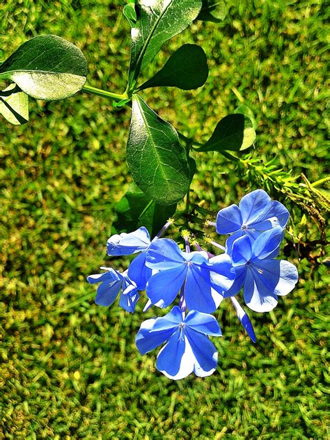 Small Blue Flowers - Free photo on Pixabay - Pixabay