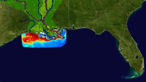 Zona muerta del golfo de México la preocupante expansión de esta