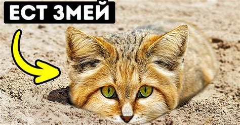 Эта кошка не пьет воду и не оставляет следов / AdMe