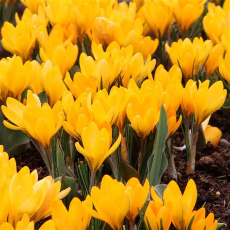 Crocus Flavus Golden Yellow