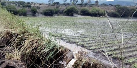 300 Hectáreas De Cultivos Dañados Con Las Lluvias En Sjr Sedea