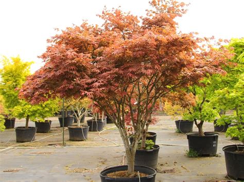 Japanese Maple Yezo Nishiki Landscape Alaska