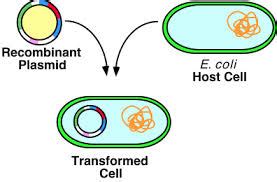 Ligation and Transformation - Identifying Microbial species in feces ...