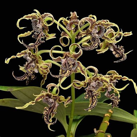 Jual Seedling Anggrek Dendrobium Spectabile Bibit Anggrek Dendrobium