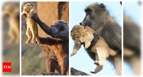 Watch: Netizens can’t help but compare this viral video of a baboon ...