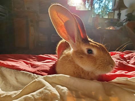 Benny The Adorable Sunshine Bunny