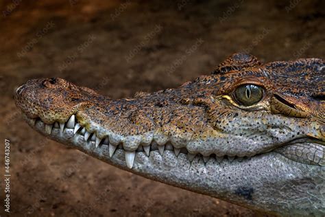 Philippine Crocodile Crocodylus Mindorensis Relatively Small Species