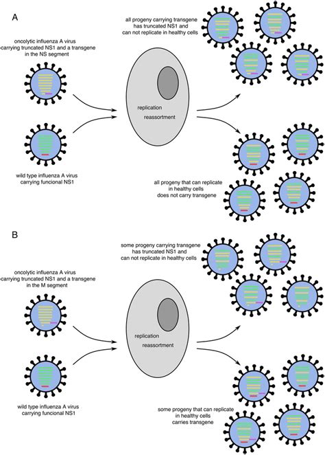 Reassortment of oncolytic influenza A viruses and wild-type influenza A ...