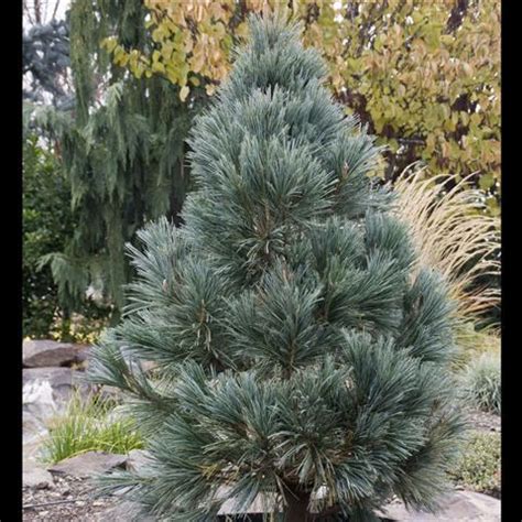 PINUS FLEXILIS VANDERWOLF Northwest Landscaping Outdoor Gardens