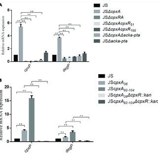 Relative MRNA Levels Of The CpxRA Regulated Genes CpxP And DegP