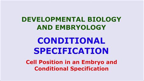 Conditional Specification Of Cell Of Embryo In Sea Urchins