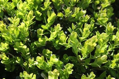 Buxus Microphylla Var Japonica Green Beauty Hickory Hollow Nursery