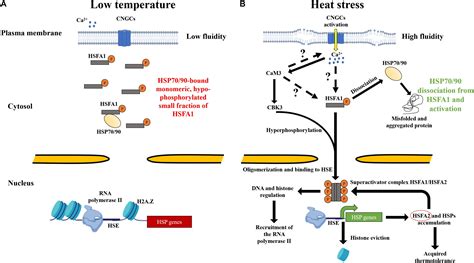 Frontiers Heat Shock Signaling In Land Plants From Plasma Membrane