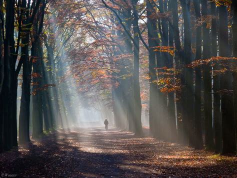 Wallpaper Sunlight Trees Landscape Fall Nature Bicycle Sky