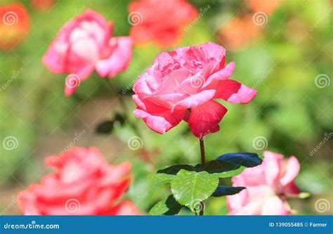 Rosas Cor De Rosa Bonitas Imagem De Stock Imagem De Rom Ntico