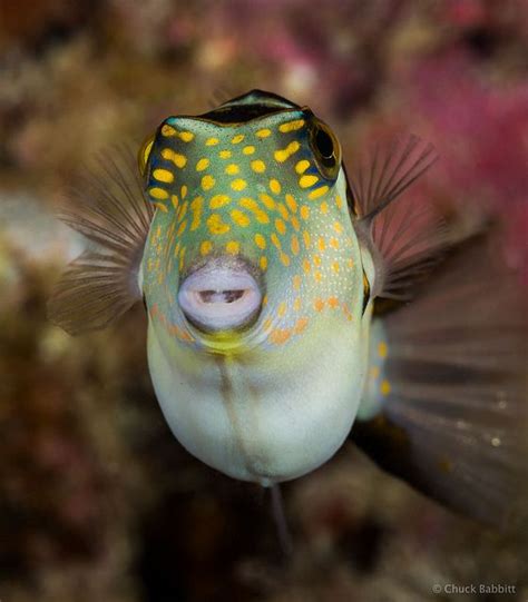 images  triggerfish  pinterest hawaii colorful fish