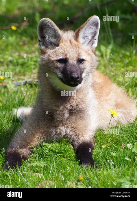 Wolf Cub Hi Res Stock Photography And Images Alamy