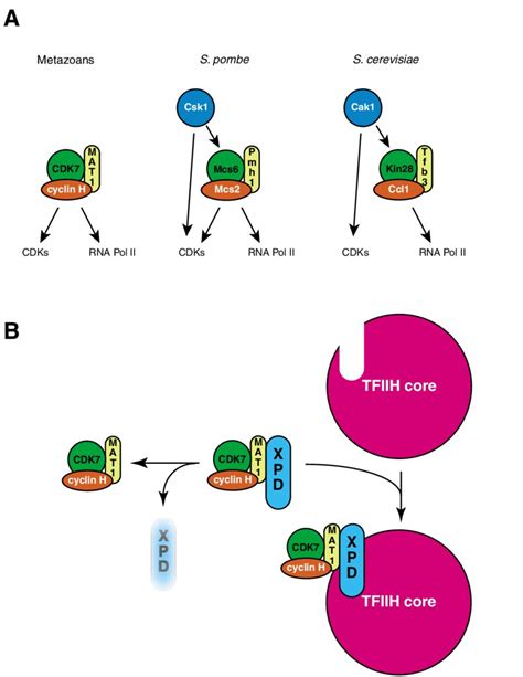 Alternative Strategies To Link CDK Activation To RNA Polymerase II Pol