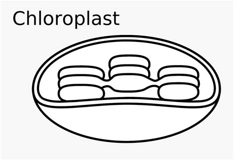 Download Animal Cell Diagram Unlabeled - Chloroplast Clipart , Free ...