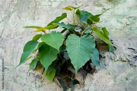 A Sacred Fig Ficus Religiosa Emerging From A Wall It Is Also Known