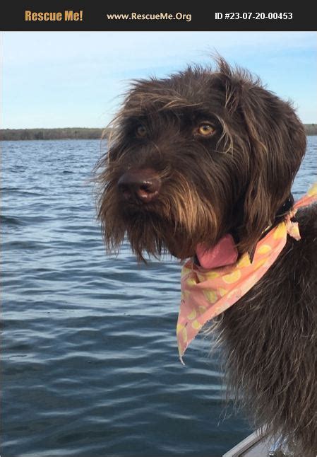 ADOPT 23072000453 German Wirehaired Pointer Rescue Moorhead MN