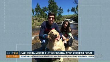 Meio Dia Paraná Ponta Grossa Cachorra morre eletrocutada após