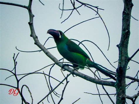 Balcones Del Parque Bewertungen Fotos Circasia Kolumbien