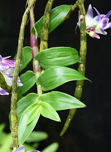 Dendrobium Victoriae Reginae