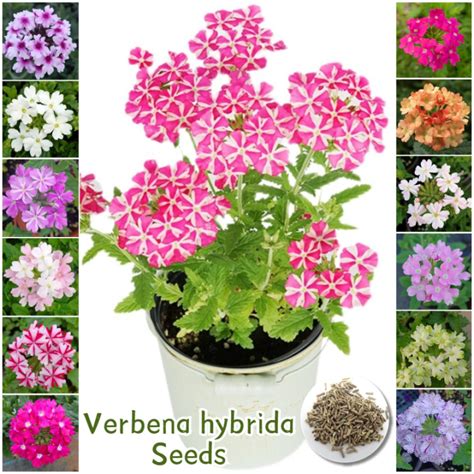 Original Seed Fresh Verbena Hybrida Seeds For Planting Mixed