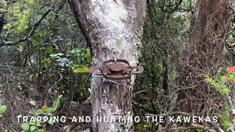 Hunting And Trapping The Kawekas Youtube