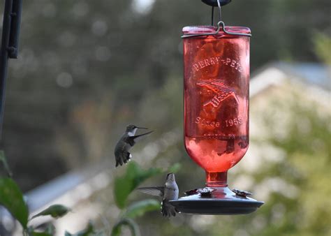 Keep feeders full for fall hummingbird migration - The Panolian | The ...