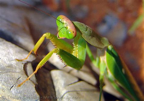 Praying Mantis Close Up