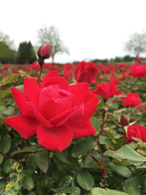 Rose – Red Double Knock Out® 3g (Rosa 'Radtko') – Richardson Roots