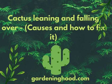 Cactus Leaning And Falling Over Causes And How To Fix It