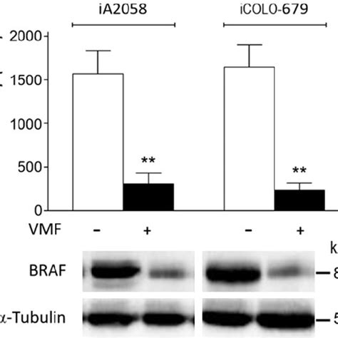 Effect of BRAF and MEK inhibitors on metastatic BRAF V600E - mutated... | Download Scientific ...